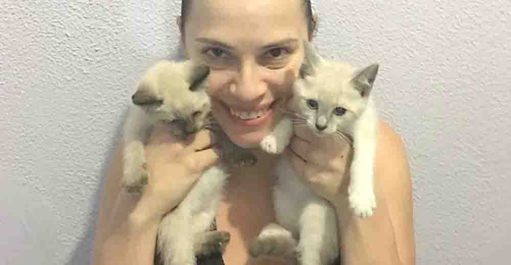 Maior Cat Café do mundo em São Caetano do Sul