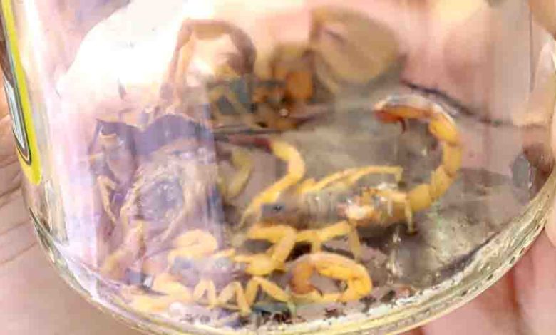 População de SCS está amedrontada com proliferação de escorpiões