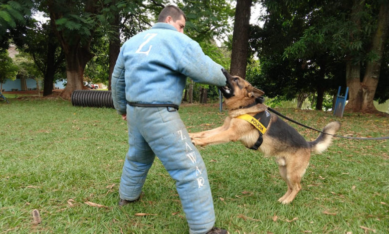 verdadeiros cães policiais