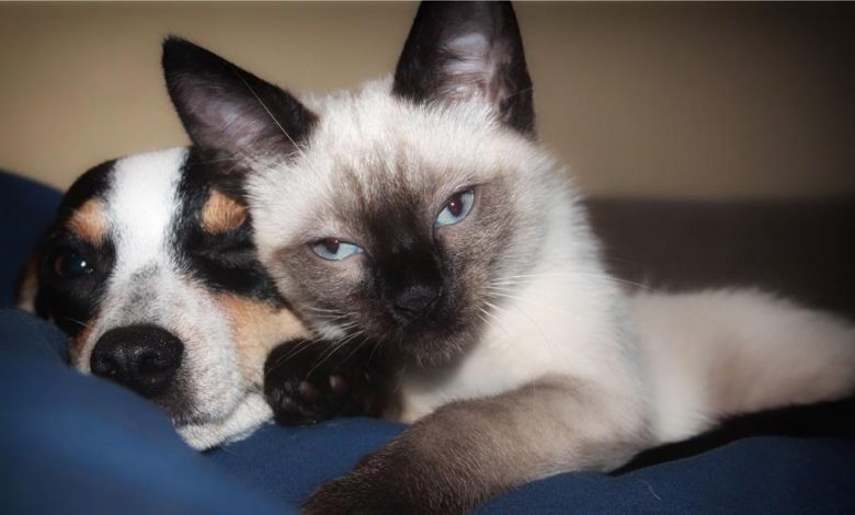 Na suspeita frente a verminose, o pet precisa ir ao veterinário