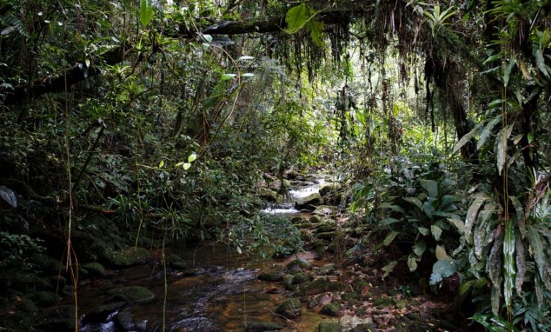 Parque Municipal Paranapiacaba