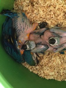 Resgate animais silvestres