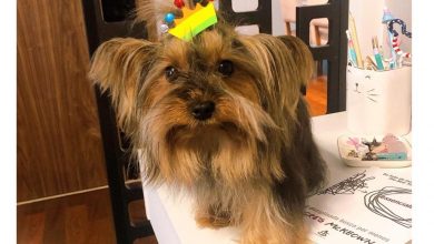 Como cuidar da pele do seu cachorro durante o inverno