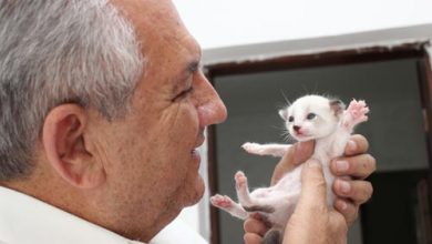 foto divulgação ubiratan filhote gato
