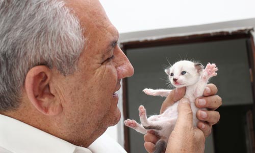 foto divulgação ubiratan filhote gato