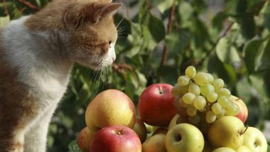 Como as frutas agem no organismo dos gatos