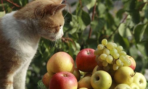 Como as frutas agem no organismo dos gatos