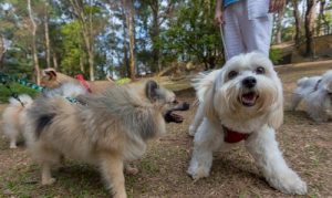 Pet Parque