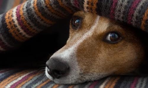 DOENÇAS DE INVERNO EM CÃES