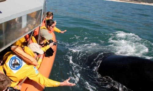 Turismo embarcado de observação de baleias