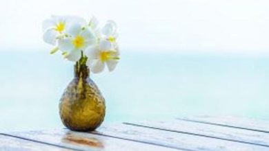5 plantas para melhorar a energia do lar