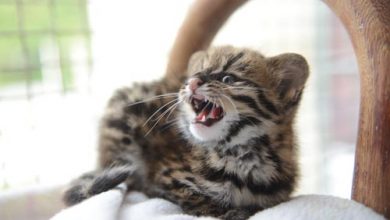 Zoológico Municipal de São Bernardo acolhe filhote de gato do mato resgatado pela Polícia Ambiental