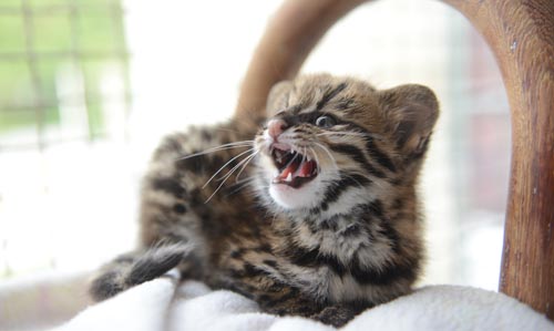 Zoológico Municipal de São Bernardo acolhe filhote de gato do mato resgatado pela Polícia Ambiental