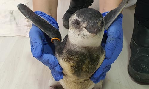 Pinguim Magalhães