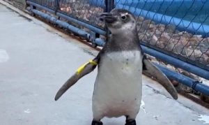 pinguins em tratamento_chinelos 2
