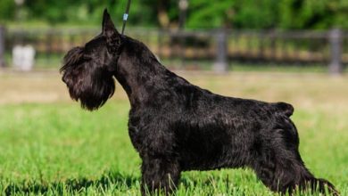 CORTAR O RABO DOS CÃES É CRIME