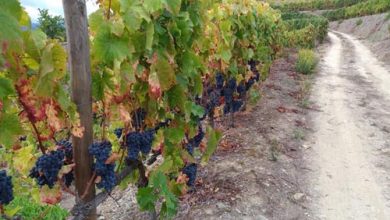 Uvas Nacionais