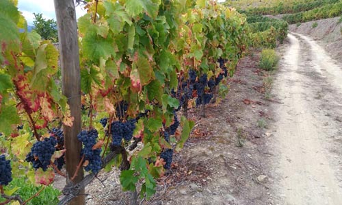 Uvas Nacionais