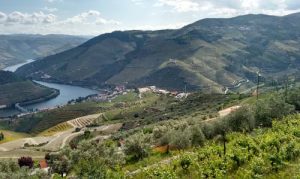 vinícola na Região do Douro