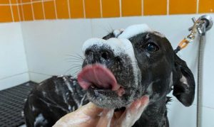 Centro de Bem-estar da Petland Nova Gert