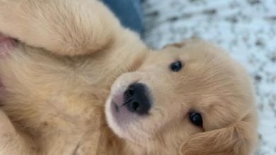 Erros que (quase) todos os tutores cometem quando um filhote de cão chega em casa