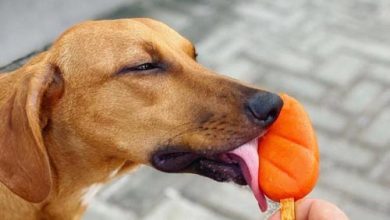 Alata Sorvetes lança picolé para pets