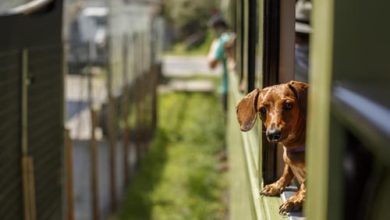 Vagão Pet. 24/10/2019 Foto: Brunno Covello