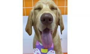 Petland Nova Gerty