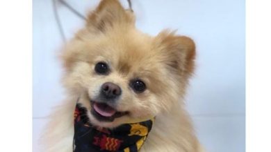 Petland Nova Gerty