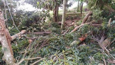 210428 GCM Ambiental Desmatamento