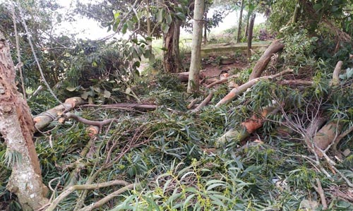 210428 GCM Ambiental Desmatamento