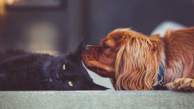 pets_syntec