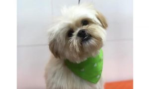 Petland Nova Gerty