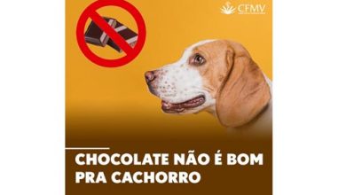 Chocolate não é bom pra cachorro!