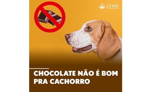 Chocolate não é bom pra cachorro!