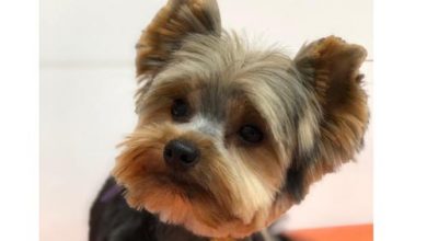 Petland Nova Gerty
