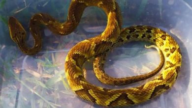 Serpente-Jararaca-RP