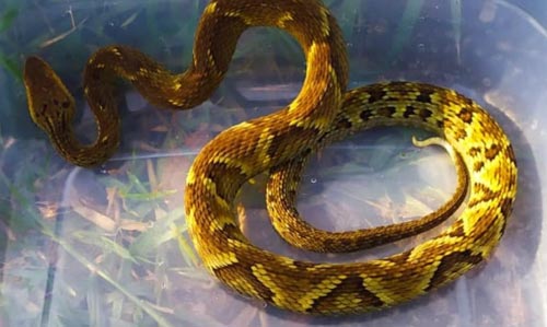 Serpente-Jararaca-RP