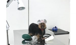 Chanelle Pet 