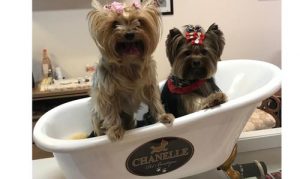 Chanelle Pet 
