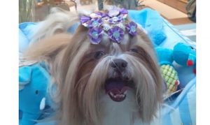 Chanelle Pet 