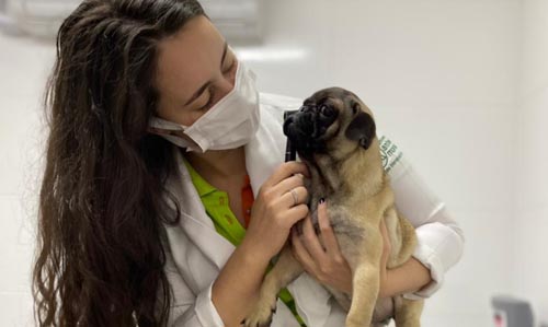 Como prevenir doenças no seu Pet