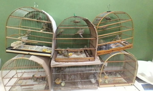Apreensão aves - Foto - Divulgação