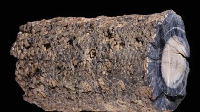 Iratinia australis - Spiekermann et al., Review of Palaeobotany and Palynology, 2021 (1)