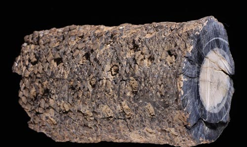 Iratinia australis - Spiekermann et al., Review of Palaeobotany and Palynology, 2021 (1)