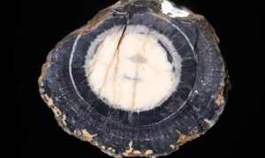 Iratinia australis 