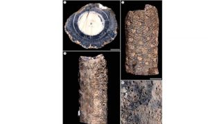 Iratinia australis - Spiekermann et al., Review of Palaeobotany and Palynology, 2021 (3)