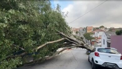 Algumas árvores caíram sobre carros e outras obstruíram ruas em São Caetano