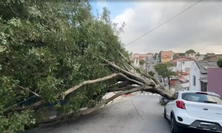 Algumas árvores caíram sobre carros e outras obstruíram ruas em São Caetano