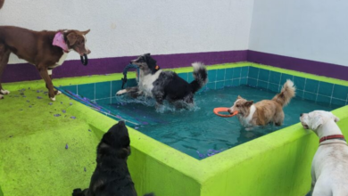 Blu Dog oferece espaços amplos, atividades para os pets e todo cuidado com seu animal de estimação